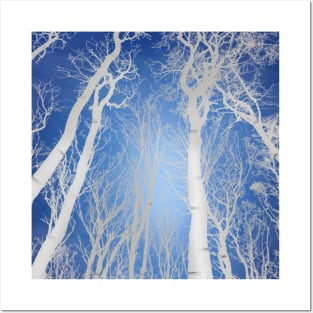 Aspen tree forest Posters and Art